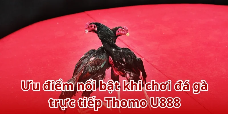 Bùng nổ trải nghiệm khi tham gia chơi đá gà Thomo U888