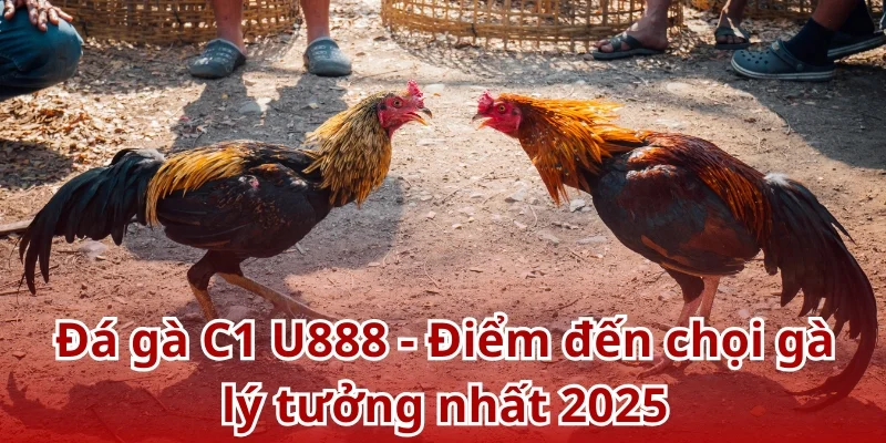 Đá gà C1 U888 - Điểm đến chọi gà lý tưởng nhất 2025