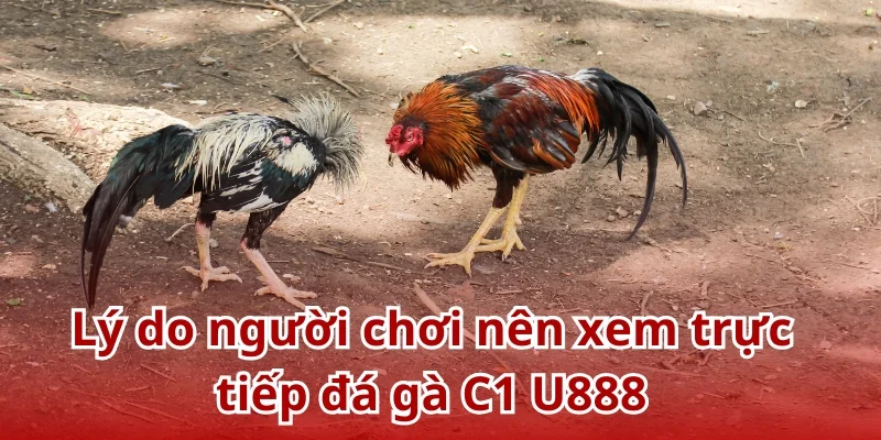 Đá gà C1 U888 - Những trận chiến thực thụ của các chiến binh