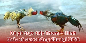 Đá Gà Trực Tiếp Thomo U888