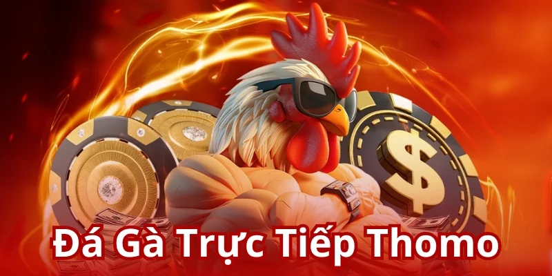 Đá gà trực tiếp Thomo - Hình thức cá cược hàng đầu tại U888