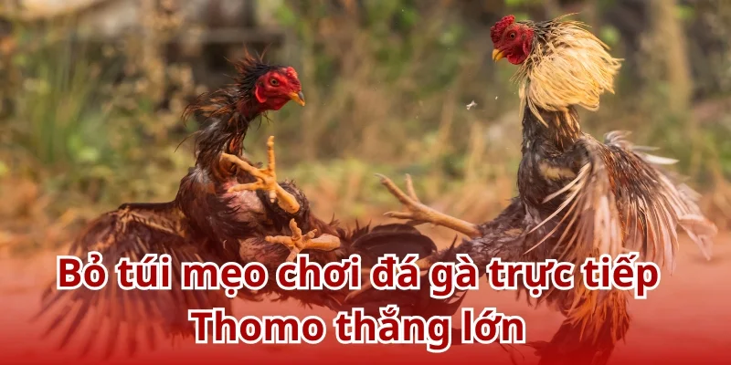 Ghi nhớ các mẹo cược đá gà trực tiếp Thomo hiệu quả từ cao thủ