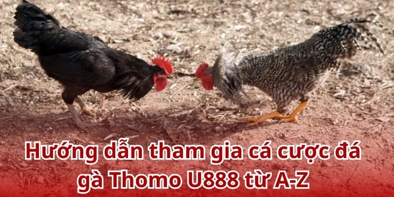 Hướng dẫn chơi đá gà trực tiếp Thomo từ cơ bản đến nâng cao