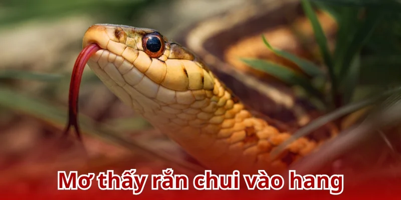 Mơ thấy rắn chui vào hàng mang điềm báo về sự mất cắp