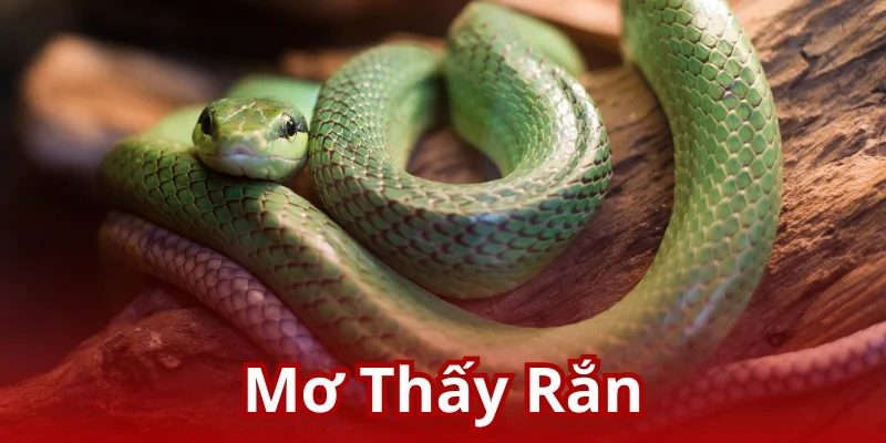 Mơ Thấy Rắn U888