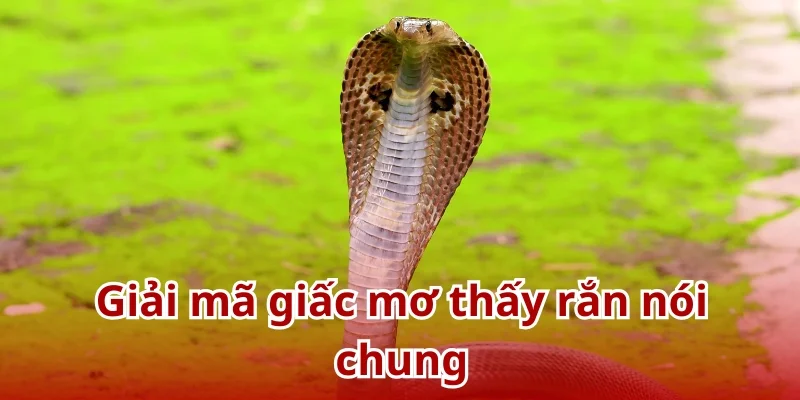 Mỗi giấc mơ thấy rắn sẽ tượng trưng cho những điềm báo khác nhau