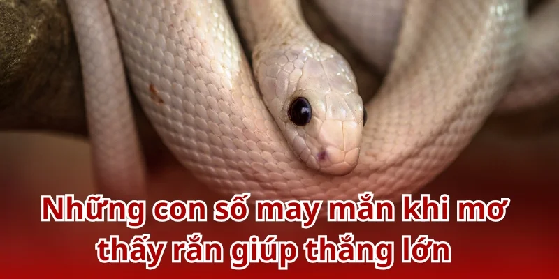 Những con số may mắn khi mơ thấy rắn giúp thắng lớn