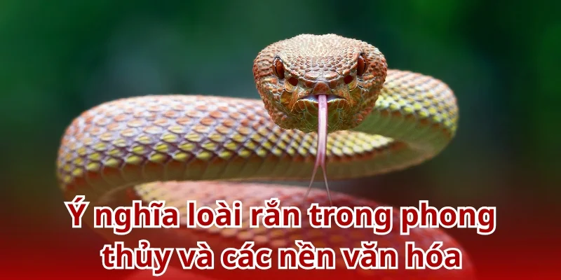 Trong phong thủy và các nền văn hóa, rắn đóng vai trò vô cùng quan trọng