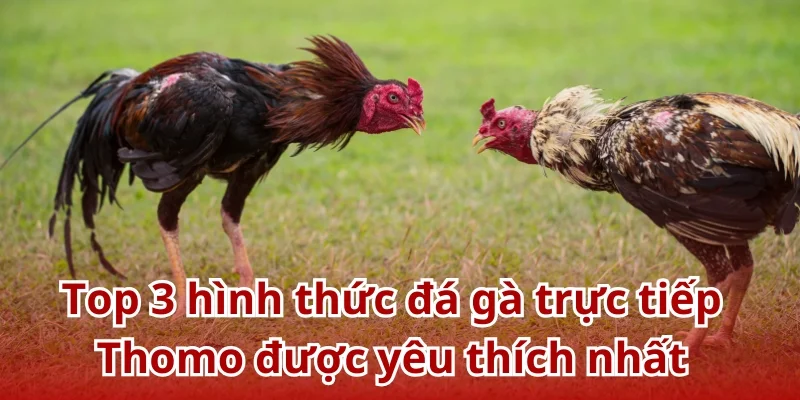 U888 mang đến những hình thức đá gà Thomo hấp dẫn, đẳng cấp